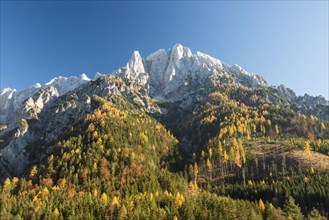 Grosser Odsten in autumn