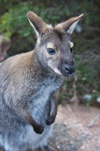 Bennetts Wallaby (Macropus rufogriseus)