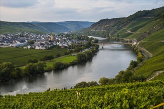 Vineyards around the Moselle