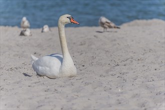 Mute Swan (Cygnus olor) resting in the sand on the beach
