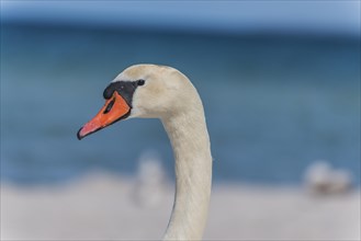 Mute Swan (Cygnus olor) at the beach
