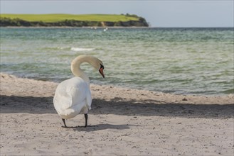 Mute Swan (Cygnus olor) on the beach