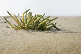 Common glasswort (Salicornia europaea) on the sandy beach