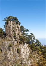 Bizarre towering rock overgrown with Huangshan pines (Pinus hwangshanensis)