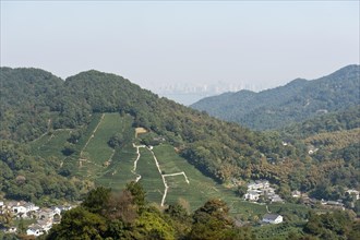 Tea plantation