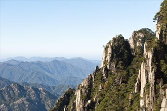 Towering granite rocks overgrown with Huangshan pines (Pinus hwangshanensis)