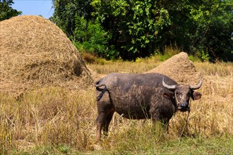 Water Buffalo (Bubalus arnee) in front of haystacks