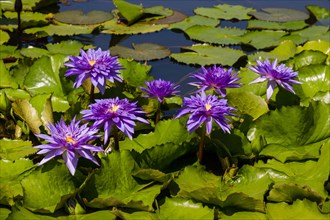 Purple Lotus flowers (Nelumbo sp.)