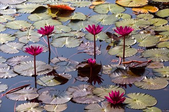 Lotus flowers (Nelumbo sp.)