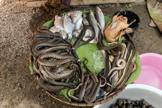 Basket of snakes