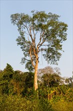 Tropical vegetation