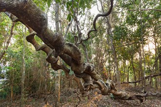 Spiral roots of a tropical tree