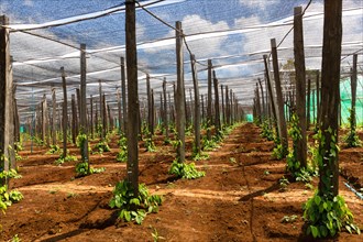 Pepper plantation in Senmonorom