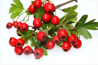 Ripe Common Hawthorn berries (Crataegus monogyna)