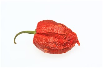 Dried Bhut-Jolokia- or Naga Jolokia chilli pepper