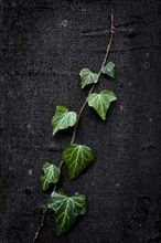 Ivy (Hedera helix) on beech trunk (Fagus)