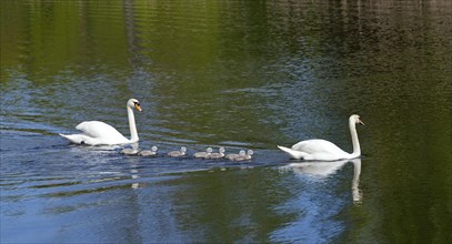 Mute Swans (Cygnus olor) with chicks