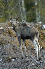 Young Moose (Alces alces) standing in the open forest