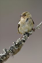 Common chaffinch (Fringilla coelebs)