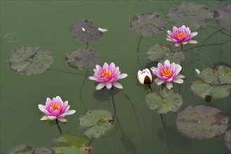Pink water lilies (Nymphaea sp.)