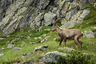 Alpine Ibex (Capra ibex) standing in rocky area