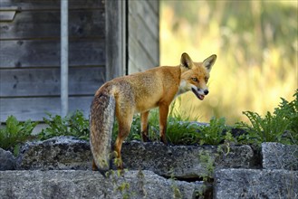 Red fox (Vulpes vulpes) standing in front of a henhouse