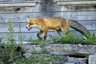 Red fox (Vulpes vulpes) walking in front of a henhouse