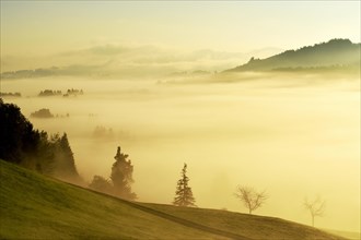 Forest covered in fog