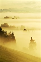 Forest covered in fog