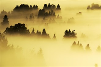 Forest covered in fog