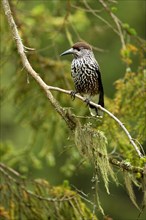 Spotted nutcracker (Nucifraga caryocatactes) sitting on a branch