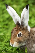 Arctic hare (Lepus timidus varronis)