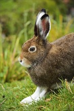 Arctic hare (Lepus timidus Varronis)
