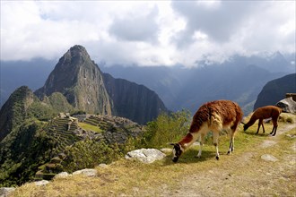 Llama (Lama glama) with juvenile in front of ruined city