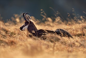 Chamois (Rupicapra rupicapra)