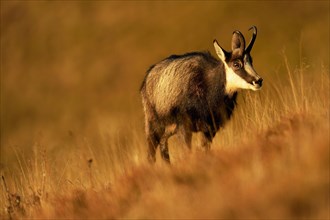 Chamois (Rupicapra rupicapra)