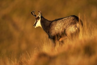 Chamois (Rupicapra rupicapra)