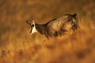 Chamois (Rupicapra rupicapra)
