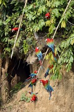 Red-and-green macaw (Ara chloroptera)