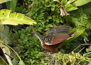 Hoatzin (Opisthocomus hoazin) sitting on nest with two young