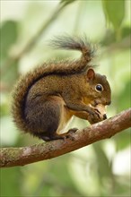 Squirrel (Sciurus vulgaris) sitting on tree branch feeding