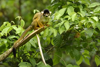 Squirrel Monkey (Saimiri sciureus) on a branch