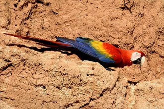 Scarlet Macaw (Ara macao) on clay wall
