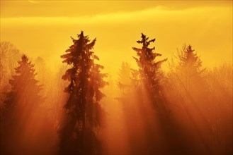 Sun rays shining through foggy spruce forest