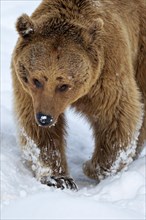 Syrian brown bear (Ursus arctos syriacus) walking through snow