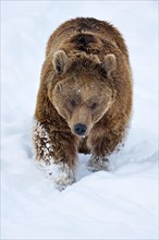 Syrian brown bear (Ursus arctos syriacus) walking through snow
