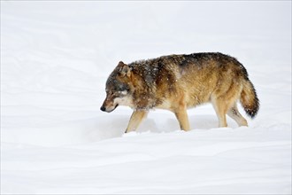 Eurasian wolf