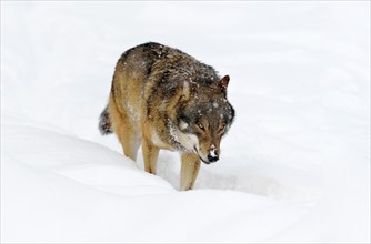 Eurasian wolf