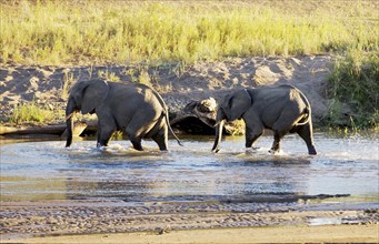 African bush elephants (Loxodonta africana) crossing small river