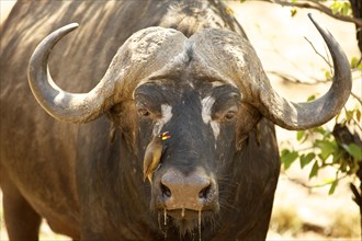 Cape buffalo (Syncerus caffer) with red-billed oxpecker (Buphagus erythrorhynchus) on muzzle